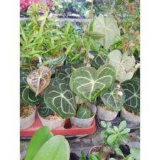 Anthurium Clarinervium x sib 3"