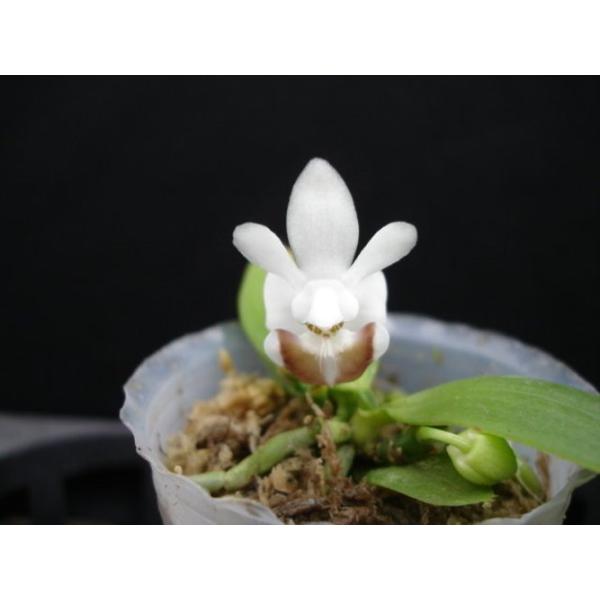 Фаленопсис Лобби / Phal. lobbii