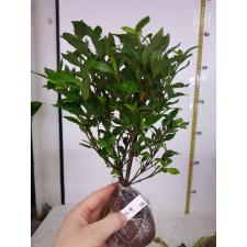 Gardenia sp.(T11) small leaf 372
