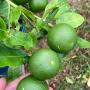 Citrus aurantifolia ‘Manao Paen Phichit’.