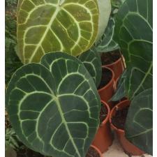 Anthurium Clarinervium 12 см горшок