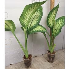 Dieffenbachia seguine