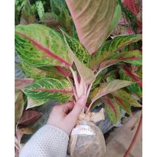 Aglaonema Siam diamond