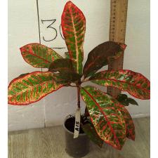 Кодиеум Компакт / Codiaeum A15 Compact