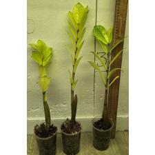 Замиокулкас замифолия Хамелеон / Zamioculcas zamiifolia (Zamioculcas Chameleon)