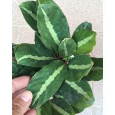 Calathea undulata pot