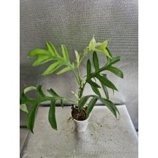 PHILODENDRON DISTANTILOBUM CINDERELLA 