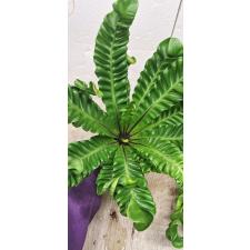 Asplenium Cobra 