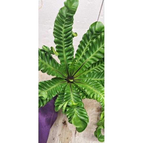 Asplenium Cobra 