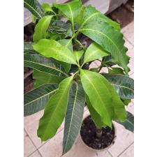 Мангифера индика 'Нам Док Май' / Mangifera indica 'Nam Doc Mai' 155