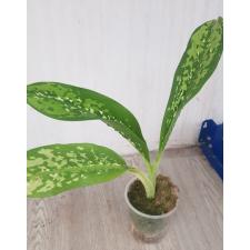 Dieffenbachia Dragon Scale 1600р