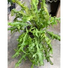 Polypodium 'Boyton Beach' x Microsorum sp.(T03) Africa (wax leaf) 196/1 november.