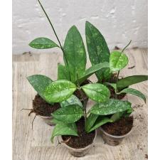hoya crassipetiolata splash (S) pot