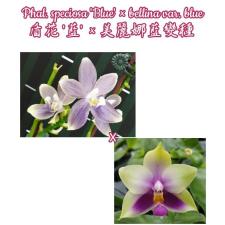 Фаленопсис специоза "Синяя" х беллина вариация синия / Phal. speciosa 'Blue' x bellina var. blue