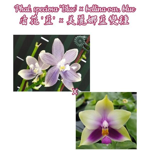 Фаленопсис специоза "Синяя" х беллина вариация синия / Phal. speciosa 'Blue' x bellina var. blue