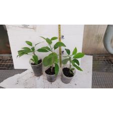 Hibiscus schizopetalus