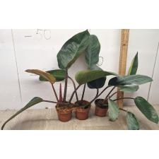 Филодендрон ред бьюти / Philodendron red beauty