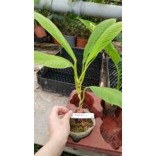 Philodendron lynette 365
