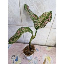 Aglaonema sp 5 - 500p