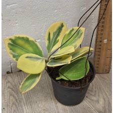 Hoya pachyclada albomarginata