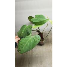 Philodendron sp Fuzzy petioles pot 800р