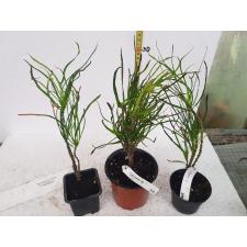 Codiaeum Picasso's Paintbrush pot