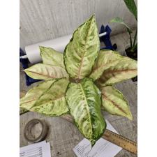 Aglaonema Frozen