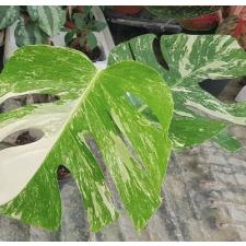 monstera deliciosa variegata от 5 листьев 12 cm pot
