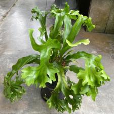 Microsorum punctatum 'Kinnaree' 227