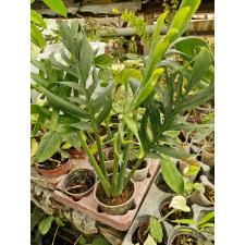 Monstera Burle Marx Flame pot 4500p