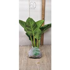 Philodendron imperial Green (М)
