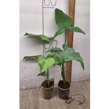 Syngonium Mottled Mojito