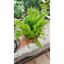 Nephrolepis Exal. 'vitale' 12 cm pot