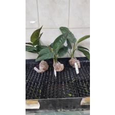 Aglaonema Siam Ruby (rotundum x simplex) 52 (febr23)