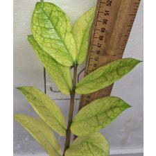 Замиокулкас замифолия Хамелеон / Zamioculcas zamiifolia (Zamioculcas Chameleon)