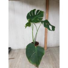 monstera deliciosa M