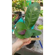 Codiaeum Ngarm Charoen (M).265 