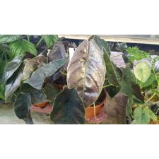 Alocasia azlani 14 cm pot ps 03.11