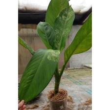 dieffenbachia sp Yellow variegated N4 по 3200p