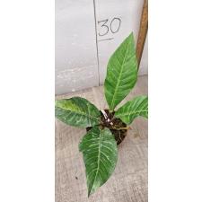 Anthurium variegated sp 1