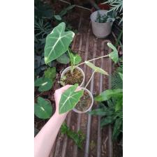 Alocasia Frydek s pot 250p