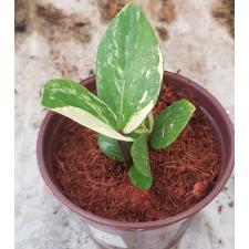 Zamioculcas zamifolia variegated short leaf 5pot