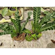 Asplenium Cobra s pot 1300p