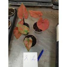 Caladium 6 cm pot #2