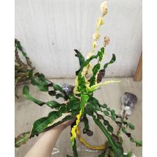 Codiaeum C-5 Sung thong
