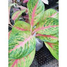 Aglaonema RuayLab A-84