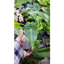 Alocasia watsoniana x sib1.7"B37ps. October