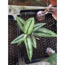 Aglaonema pumilum (Silver form)(Southern Thailand) 51/1 уценка 2200р