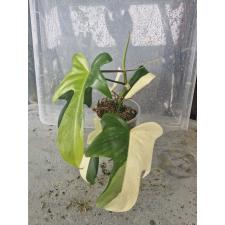 Philodendron squamiferum Magic Mask 2500р