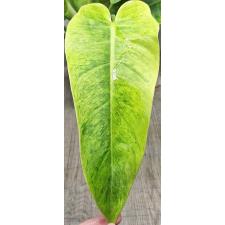 Philodendron calkins gold